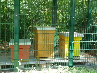 Bienenstöcke der Bienen-AG